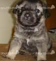 :rotfl:  :hi: poze cu animale