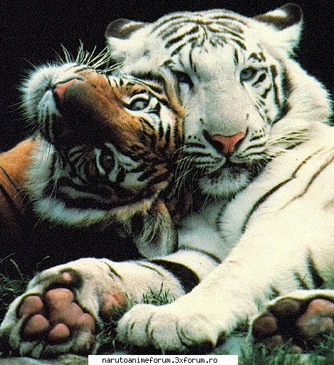 :zzz: poze cu animale