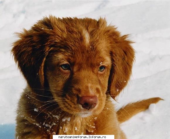 :d poze cu animale