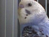 Poze cu animale - **LadyTsunade** - ANIMALE