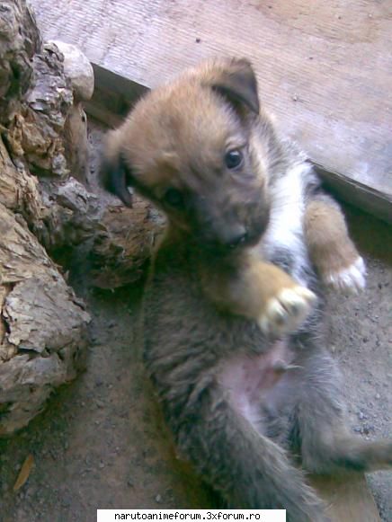 Poze cu animale - SakuraHa - ANIMALE