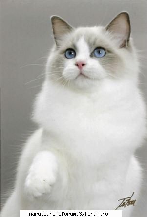 :d poze cu animale