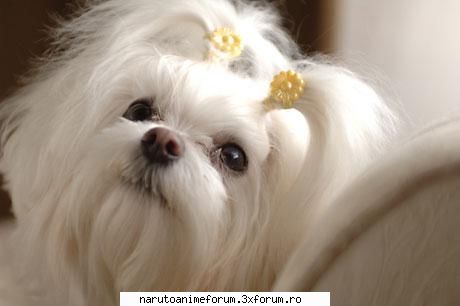 :d poze cu animale