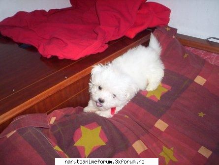 :d poze cu animale