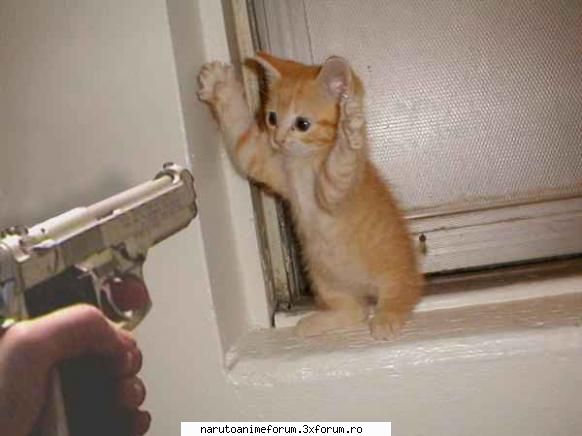 Poze haioase cu animale - ANIMALE