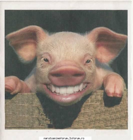 Poze haioase cu animale (5) - ANIMALE