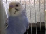 poze animale