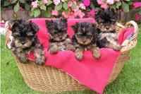 poze animale