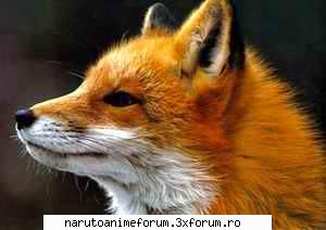poze animale